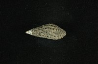 藏品(結節蜷)的圖片